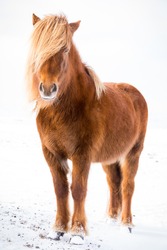 The Icelandic horse is a breed of horse developed in Iceland. Although the horses are small, at times pony-sized, most registries for the Icelandic refer to it as a horse. Icelandic horses are long-li