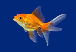 Goldfish isolated on blue background
