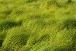A field of tall grass