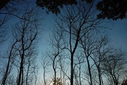 Silhouette looks up on the bare trees in the forest. Without leaves. Autumn scenery in a deciduous forest, with bare trees towering into the clear blue sky