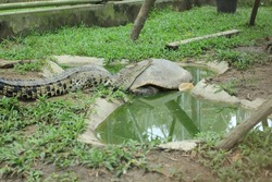 the sleeping crocodile rested his head on the big turtle. friendship between animals in the zoo