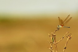 Dragonfly hold on dry branches and copy space .Dragonfly in the nature. Dragonfly in the nature habitat. Beautiful nature scene with dragonfly outdoor.a background wallpaper.The concept for writing