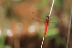 Red dragonflies perching on branch and copy space. Dragonfly in the nature habitat. Beautiful nature scene with dragonfly outdoor.a background wallpaper.The concept for writing. 