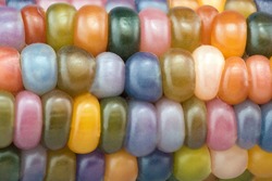 close view of glass gem ear,variety of beautiful rainbow colored corn