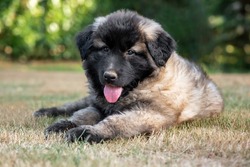 Two months old Estrela Mountain Dog puppy.It is a large breed of dog from the Estrela Mountains of Portugal bred to guard herds and homesteads.It is