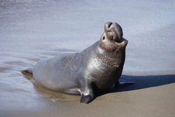 An Elephant Seal on the beach