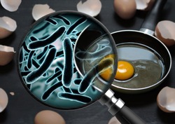 The concept of bacteria in the egg and is magnified by a magnifying glass salmonellosis infection