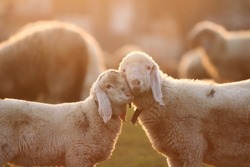 Cuddling time for two young lambs standing face to face in the gentle light of the golden hour. Landscape format