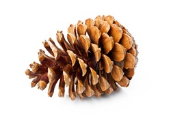  Pine cone isolated on white background