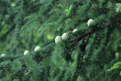 Himalayan cedar has large white pine cones.