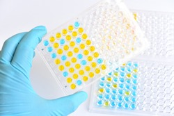 Enzyme-linked immunosorbent assay or ELISA plate, Immunology testing method in medical laboratory