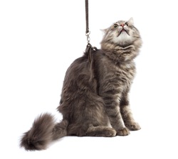 Funny cat on a leash isolated on white background