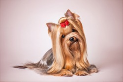 Yorkshire Terrier on a pink background