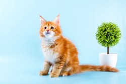  portrait of maine coon cat on blue background.