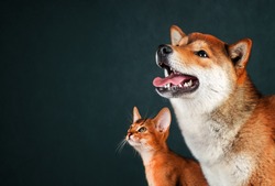 Cat and dog, abyssinian kitten , shiba inu puppy look at left