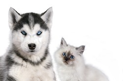 Cat and dog together isolated on white, neva masquerade, siberian husky looks straight.