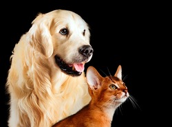 Cat and dog, abyssinian cat, golden retriever together looks at right isolated on black.