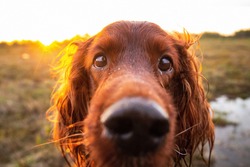 Side view of alert curious wet Irish Setter dog with open mouth standing on yellow grass and looking away in meadow against blurred scenery of countryside during dusk in fair weather