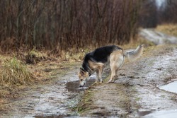 Adorable mixed breed shepherd dog drinking from a rain puddle