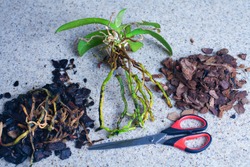 Drought-resistant indoor plant orchid. Orchid transplant at home. An orchid prepared for transplantation lies on a stone countertop in the kitchen in the house next to the soil for orchids. 