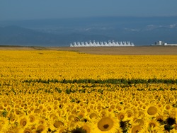 Sunflower field with Denver International Airport in the background.