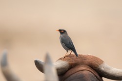 A Bank Myna(Acridotheres ginginianus) perched on a cow's head, Gujarat, India
