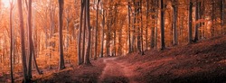 Panorama of trail in autumn forest. Sunshine through the trees. Autumn leaves