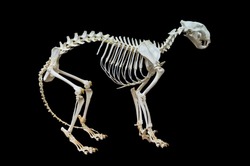 Tiger skeleton. Isolated on black background, with clipping path included. 