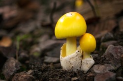Mushrooms in the forest. Forest scenes. Summer. Edible White Mushrooms. Yellow Mushrooms. Ecotourism activities. Mushroom picking.