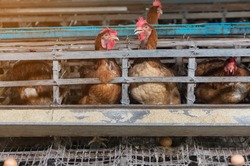 Hens and Eggs Chickens in farm, Cage closed, chicken industry,