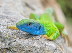 Close-up with european green lizard (Lacerta viridis) in natural habitat