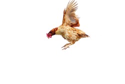 Chicken flies on a white background, cock spreading on the air.