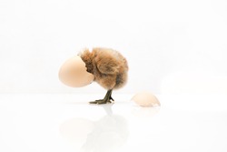 brown egg and chicken isolated on a white background,Small chicks and egg shells.