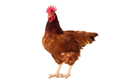 full body of brown chicken ,hen standing isolated white background use for farm animals and livestock theme.