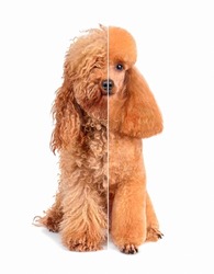 Collage of apricot toy poodle before and after grooming isolated on a white background