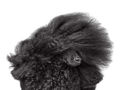 Close-up portrait of beautiful black poodle with blowing hair isolated on a white background