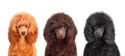 Group of funny toy black, apricot and chocolate poodle puppies sitting isolated on a white background