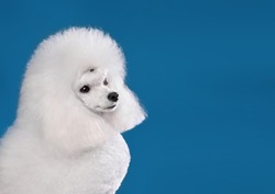 Portrait of beautiful white toy poodle in continental clip on blue background