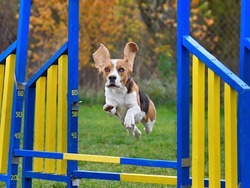 Tricolor beagle jumping over hurdle on agility training
