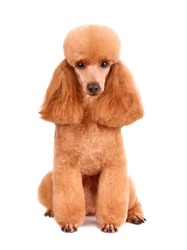 Beautiful apricot toy poodle in modern clip isolated on a white background
