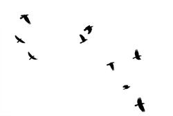 The photography of flying crows, which were isolated / Flock of crows                 