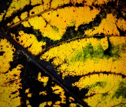 abstract background detail autumn leaf texture yellow green