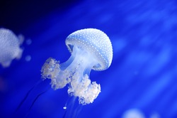 Genoa, Italy - white jellyfish swimming in aquarium