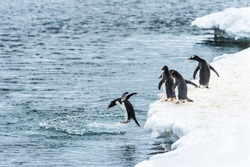 Group of penguins watch their friend jum into the water in Antarctica