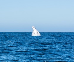 A Humpback Whale breaching near Cape Point in False Bay, South Africa