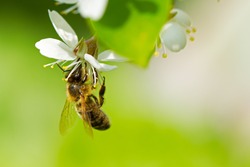A honey bee on a cherry