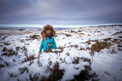A brown miniature poodle pet dog in the snow covered heather on the summit of Bolt's Law in winter near Blanchland, Northumberland  in England UK.