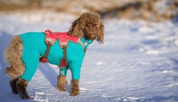 A miniature poodle pet dog out for a walk in the countryside with winter snow covering the ground wearing a blue jacket and red harness.