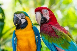 Blue and Gold Macaw or Ara Ararauna and Green Winged Macaw or Ara Chloroptera cute pets colorful birds, Beautiful nature of wildlife closeup face of a parrot is red and yellow on the green background