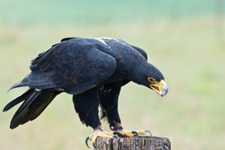 Verreaux's eagle (Aquila verreauxii) also called the black eagle ~ at a Birds of Prey Rehabilitation Center in South Africa